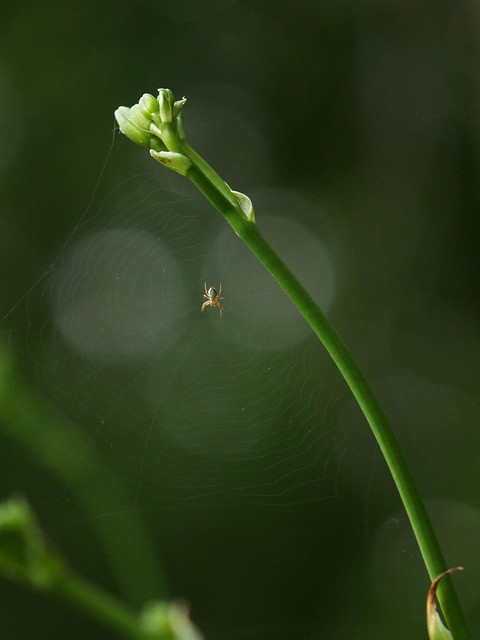 Lily Web