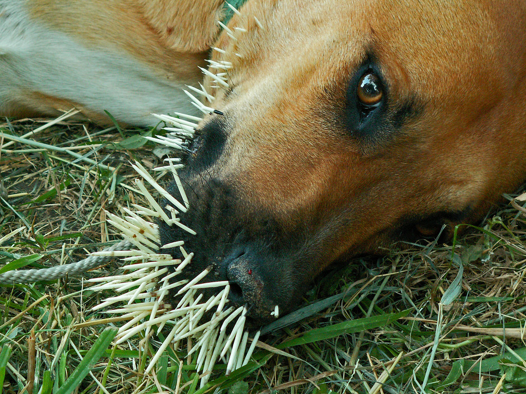 Едят ли собаки траву. Животные с иглами. Кусачие животные.