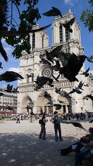 Notre Dame de Paris (11)