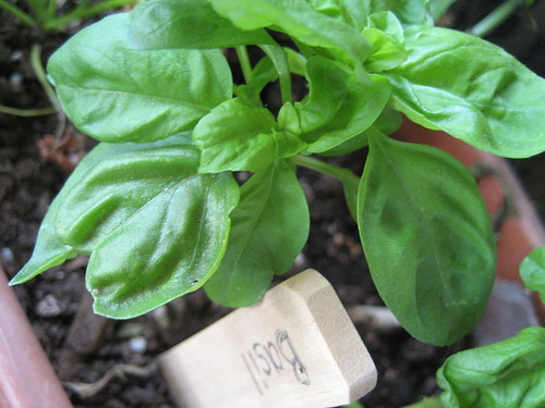 basil