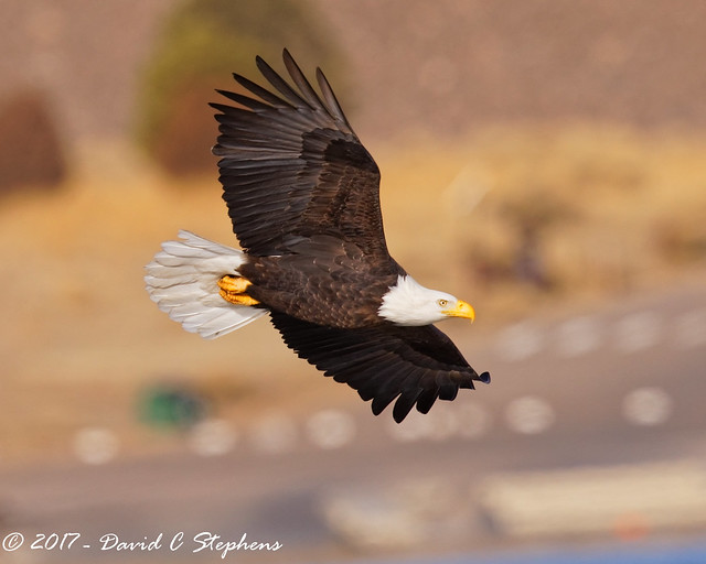 Bald Eagle Flies By
