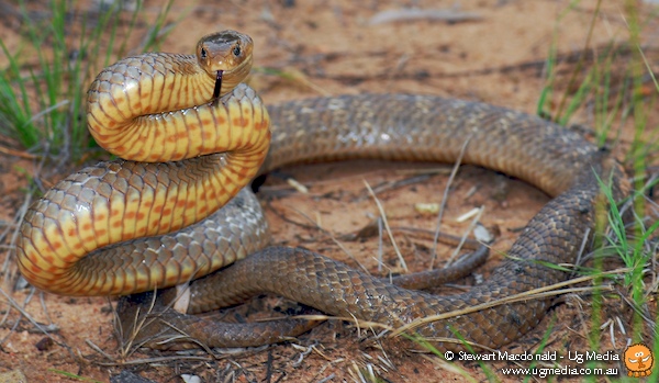 Eastern brown snake