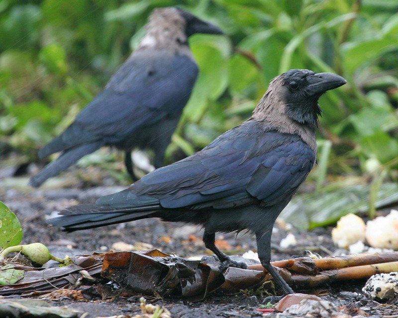 Corbeau familier - Corvus splendens