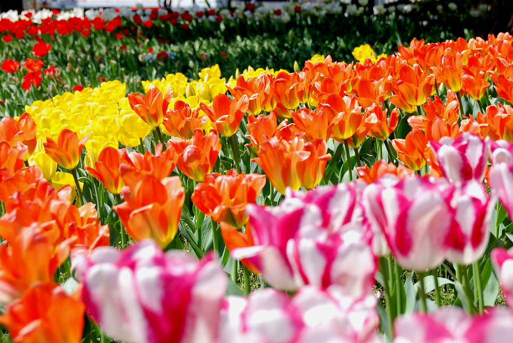 Tulips | naitokz | Flickr
