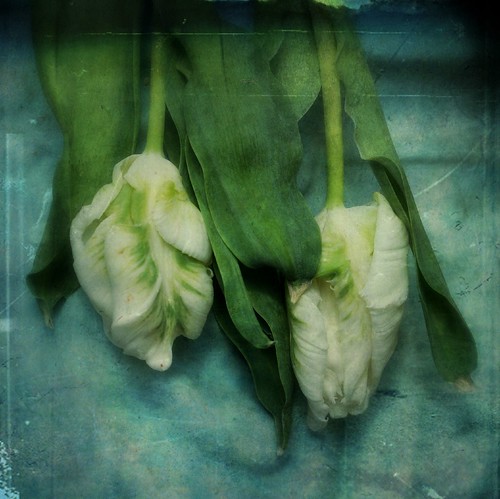 Drooping Tulips by Jo ~