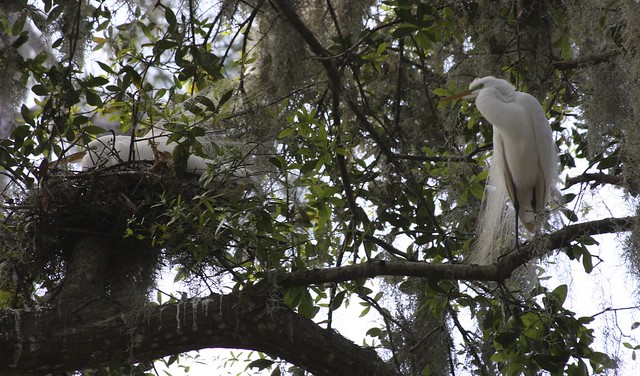 Great Egret's Nesting!