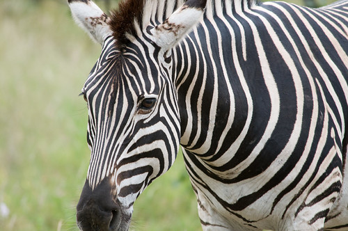 Zebra close-up | Chris Eason | Flickr