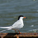 Flickr photo 'Forster's Tern' by: Greg's Always Catchin' Up.