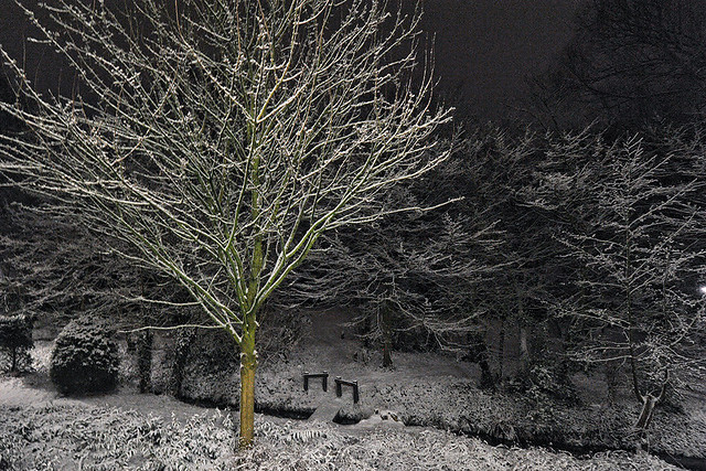 nachtelijke-sneeuw