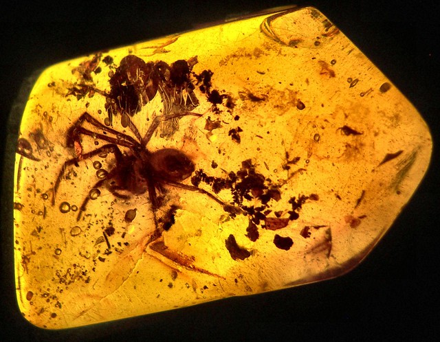 Critters in amber...