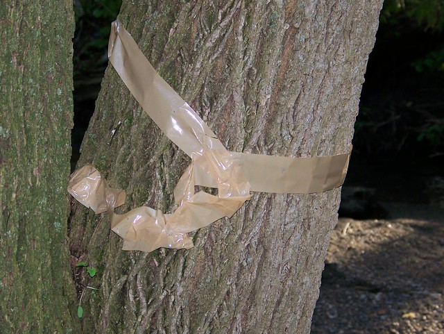 Ribbon tied around tree