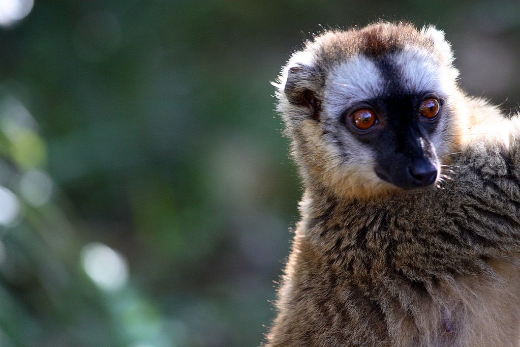 Brown Lemur