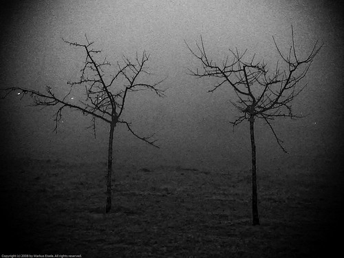 trees nokia lotr dust 25d n73 flickrplatinum