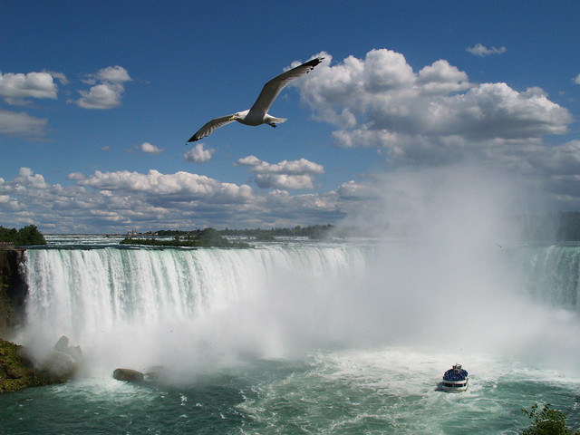 Niagara Horseshoe Falls seagull