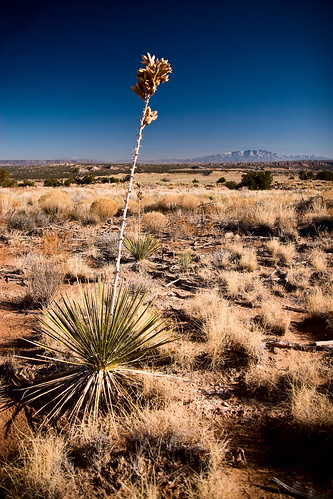 dcummins dcumminsusa yucca sandias desert newmexico ojitowilderness ojito wilderness blm plant flickrslegend img6165 20080120canoneos20dimg6165