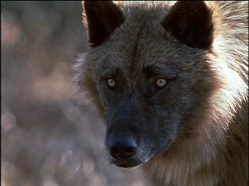 brown wolf | by Whitewolf Photography
