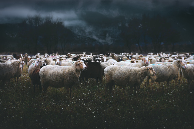 Sheep of Verdon