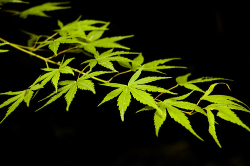 Japanese Maple | by cdwaldi