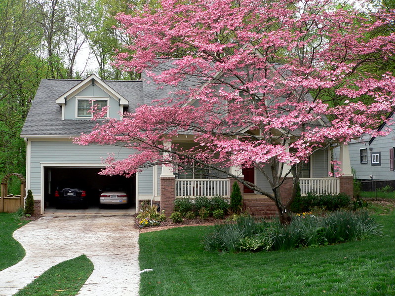 The pink dogwood in front of our house