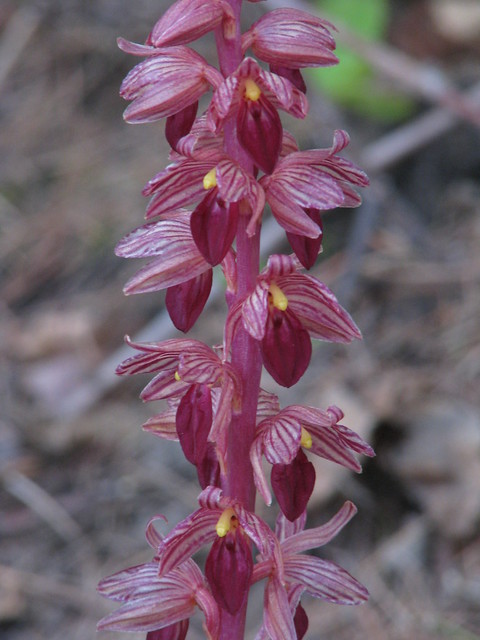 Striped Coralroot