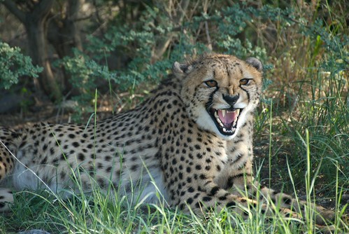 Predator annoyed | by Guids