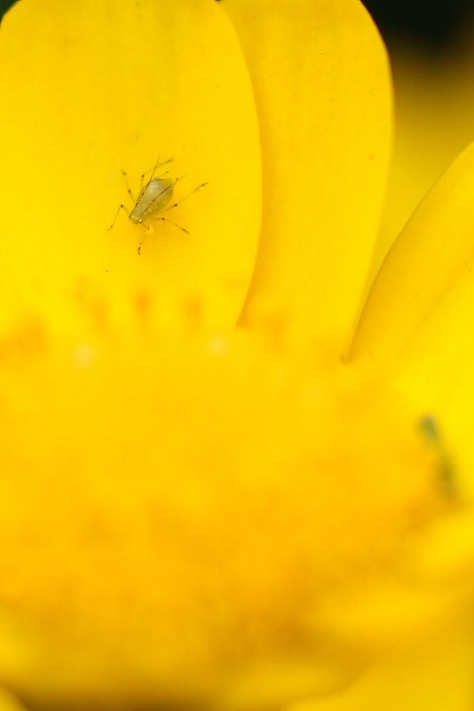 small bug