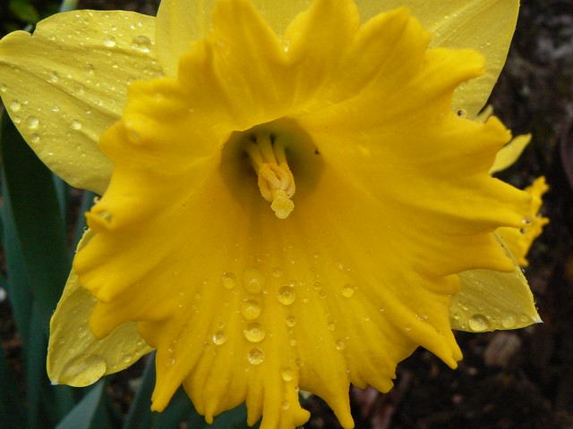 Daffodil drops