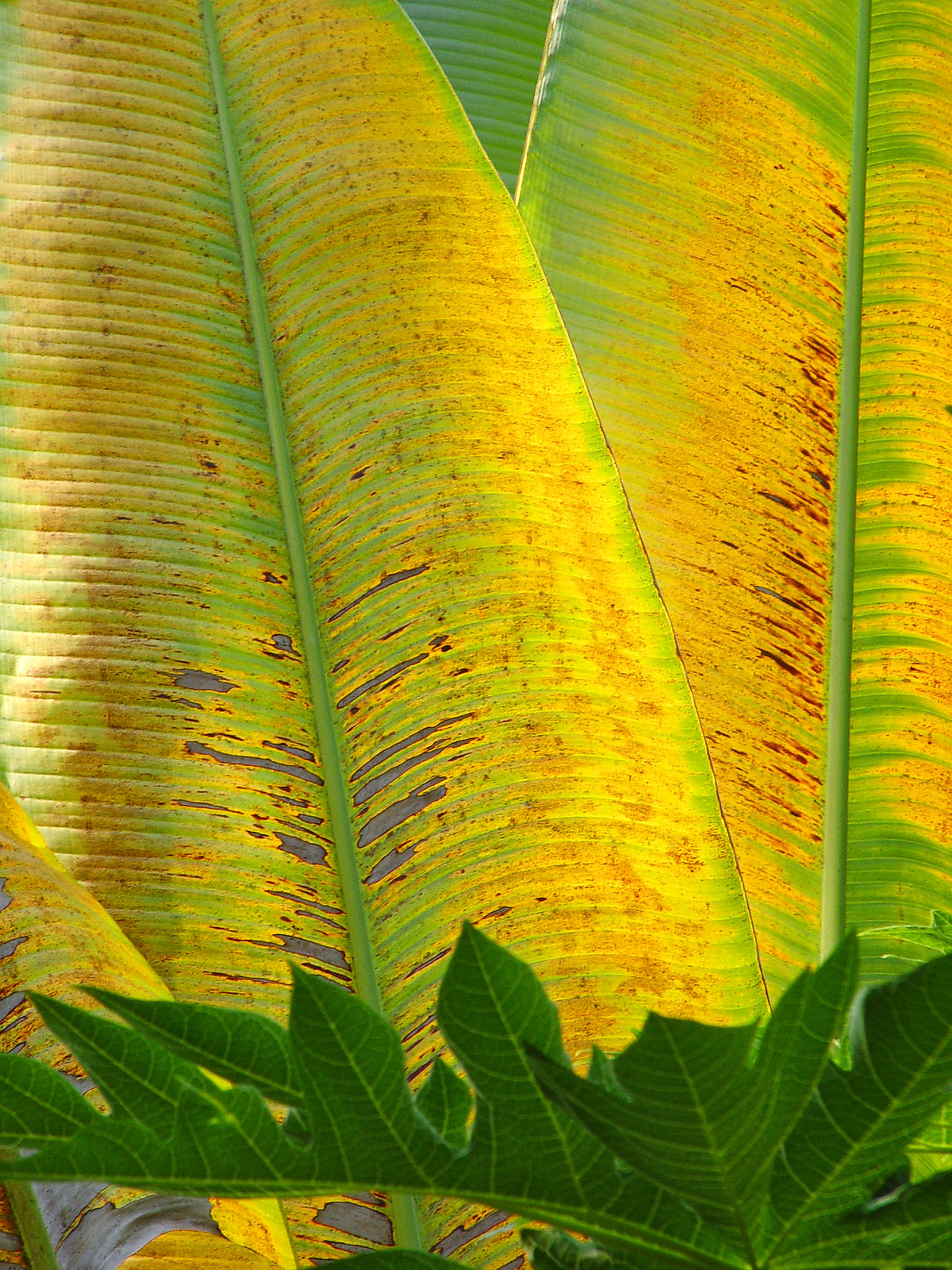 tropica | Flickr