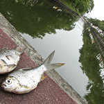 Dead fish on the moat