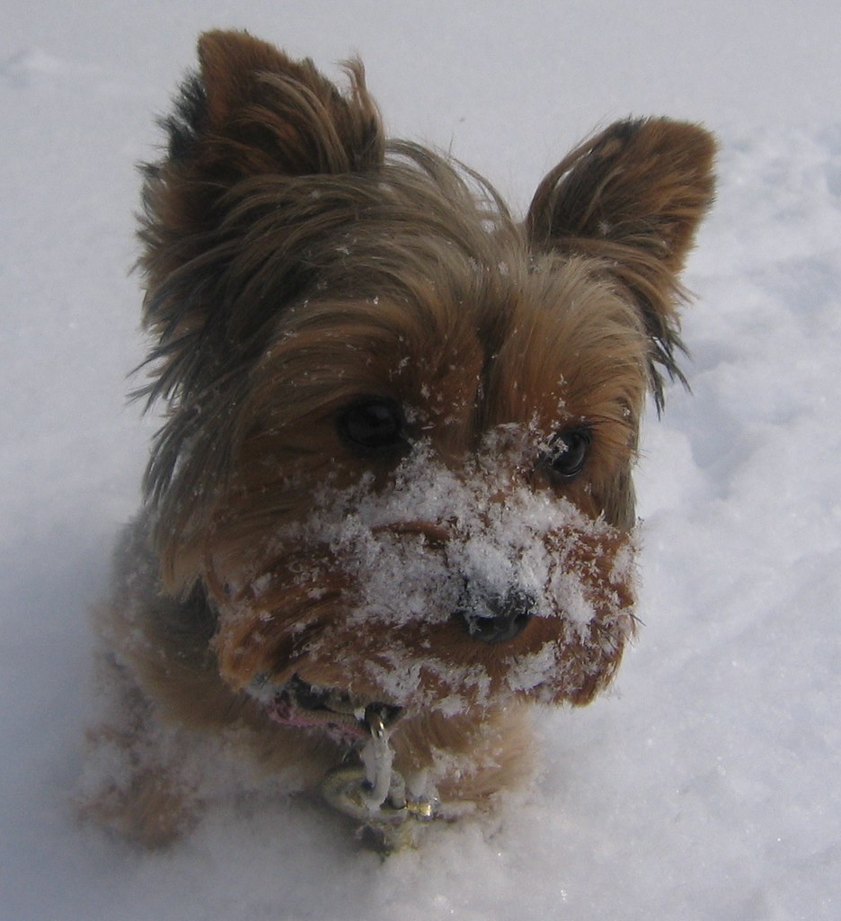Yorkies-Love-Snow | Maddie, our Yorkie who on most days will… | Flickr