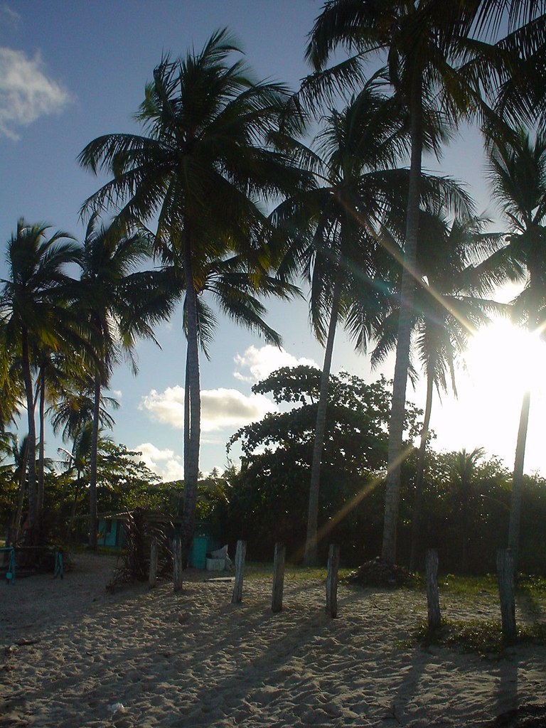 COCO | O coco é um fruto original do Sudeste Aziatico que er… | Flickr