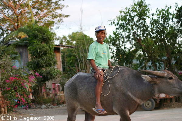 Man Riding a Carabou (Water Buffalo) in a Village in the Philippines