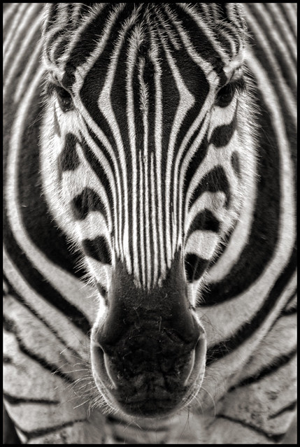 UK - Cotswolds - Cotswold WIldlife Park - Zebra mono