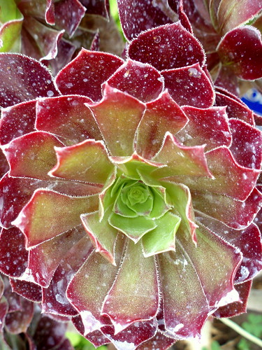 succulent after the first rain since April