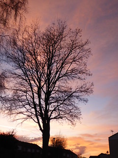Trees at sunset in Faversham (P1120208)