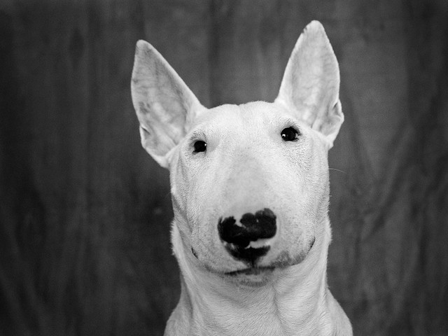 Bull terrier portrait (点儿8）8 months