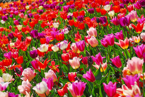 Keukenhof Tulip Gardens Tour, Amsterdam | Book a Keukenhof G… | Flickr