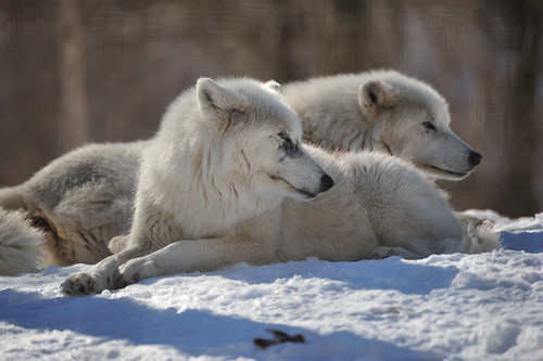 Arctic wolves | by Brian Topp