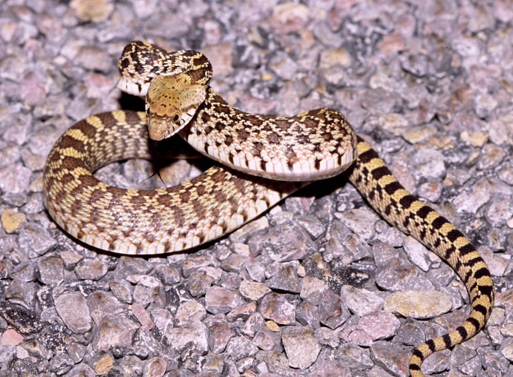 Sonoran Gopher Snake -- West Texas