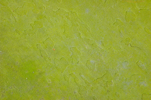 lake green alabama montgomery algae blountculturalpark