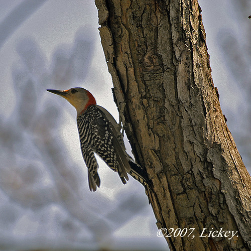 red bird nature birds outdoors woodpecker wildlife fowl woodpeckers bellied missouribirds
