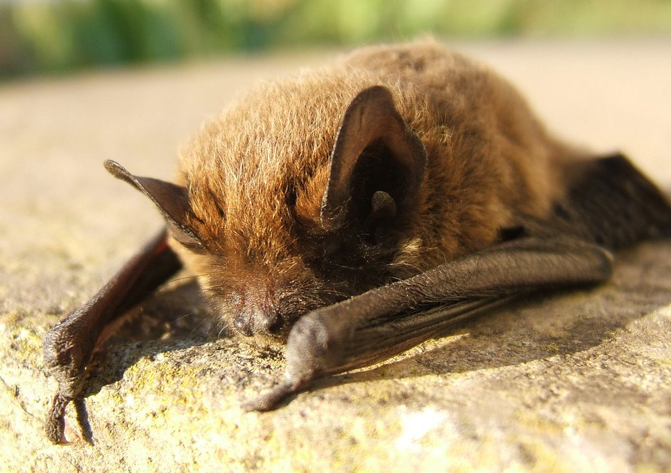 bat sunbathing