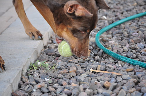 Backyard Fun | by 3Dobes