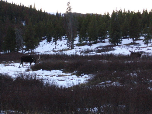 Hunting - Ute Pass CO - 102507 001 | Two Bull Moose. | Anthony and Remy ...
