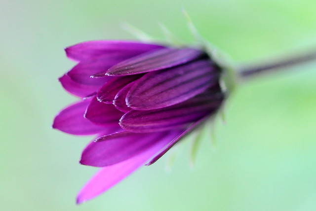 Flower closeup