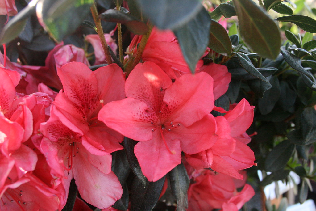 Azalea si 'Duc De Rohan' - a photo on Flickriver