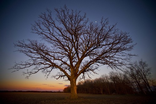 trees sunset tree illinois oak blogged oaktree burroak notei loneoaktree blogged20080509 nottwit
