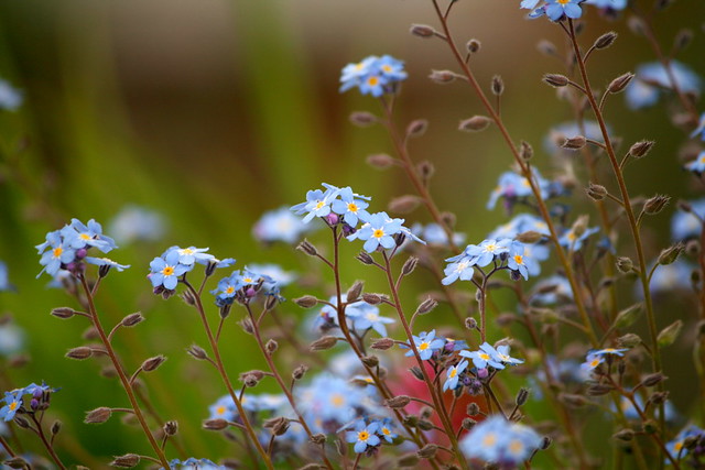 Flowerbed in Blue