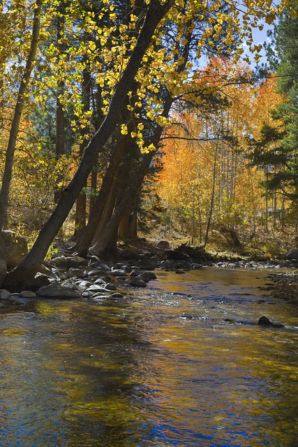 Robinson Creek in Autumn Color, Sierra Nevada