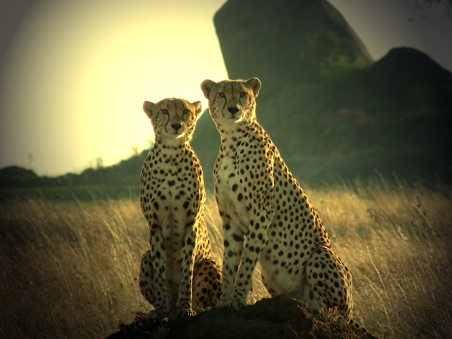 Cheetahs Posing - Dar Es Salaam, Tanzania